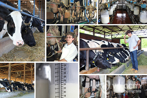 Standard Milking System Cleaning Procedure